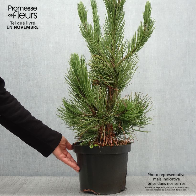 Exemplar von Pinus heldreichii Satellit - Schlangenhaut-Kiefer Topf mit 7,5L/10L wie im Herbst geliefert