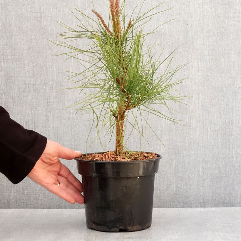 Exemplar von Pinus ponderosa - Ponderosa-Kiefer Topf mit 3L/4L wie im Winter geliefert
