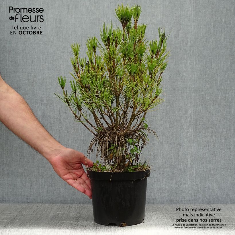 Exemplar von Pinus densiflora Alice Verkade - Japanische Kiefer Topf mit 4L/5L wie im Herbst geliefert