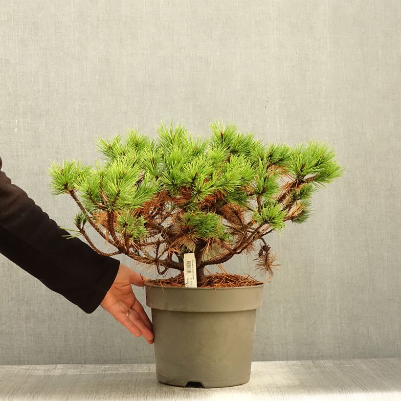 Exemplar von Pinus densiflora Low Glow - Japanische Kiefer Topf mit 7,5L/10L wie im Herbst geliefert