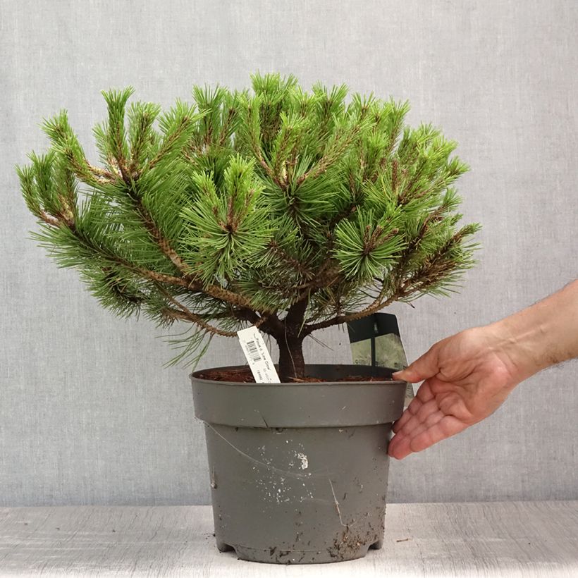Exemplar von Pinus densiflora Low Glow - Japanische Kiefer Topf mit 7,5L/10L wie im Sommer geliefert