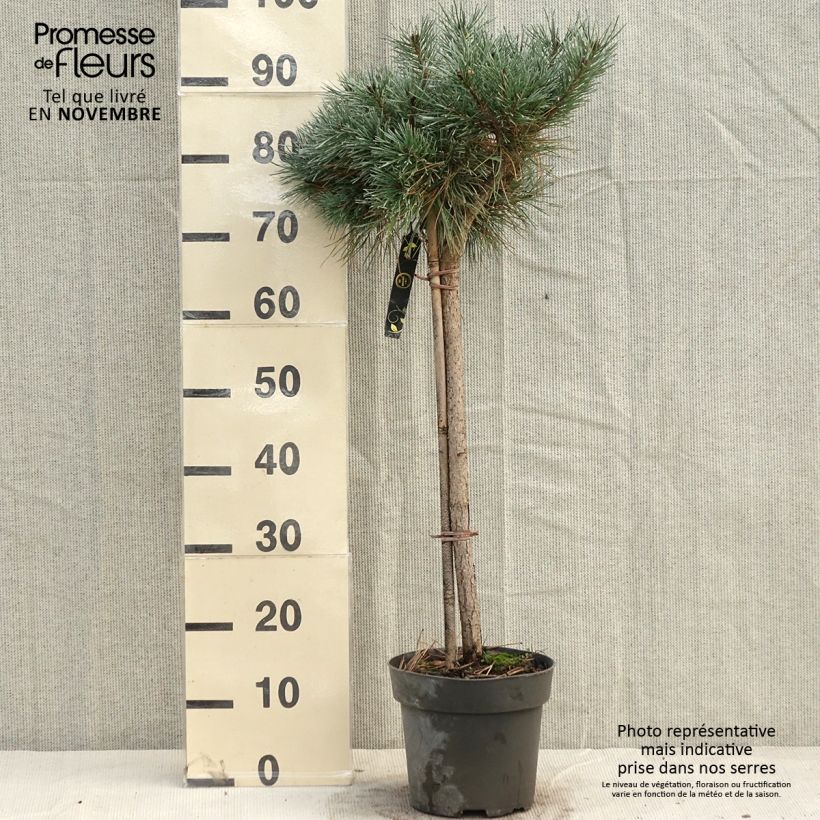 Exemplar von Pinus sylvestris Chantry Blue - Wald-Kiefer Stück wie im Herbst geliefert