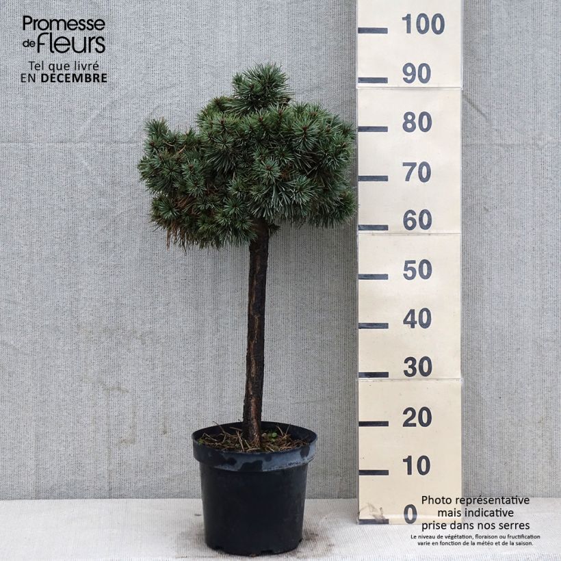 Exemplar von Pinus sylvestris Doone Valley - Wald-Kiefer Topf mit 7,5L/10L wie im Herbst geliefert