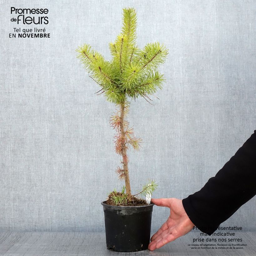 Exemplar von Pinus sylvestris - Wald-Kiefer Topf mit 2L/3L wie im Herbst geliefert