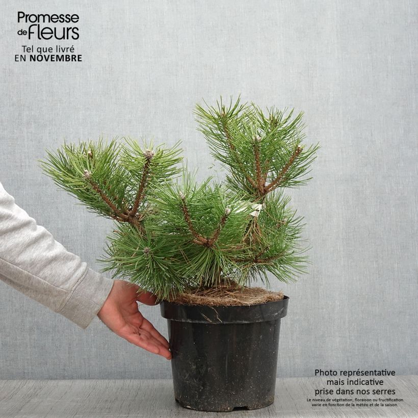Exemplar von Pinus densiflora Jane Kluis - Japanische Kiefer Topf mit 7,5L/10L wie im Herbst geliefert