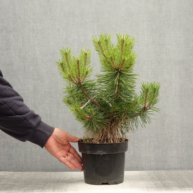 Exemplar von Pinus densiflora Jane Kluis - Japanische Kiefer Topf mit 2L/3L wie im Sommer geliefert