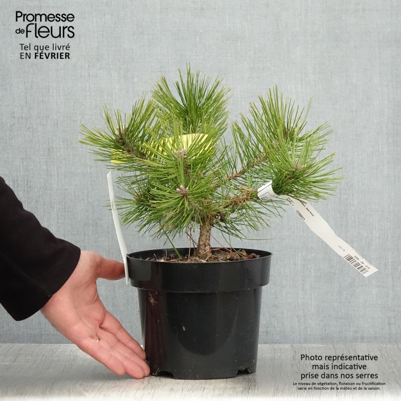 Exemplar von Pinus densiflora Jane Kluis - Japanische Kiefer Topf mit 2L/3L wie im Winter geliefert