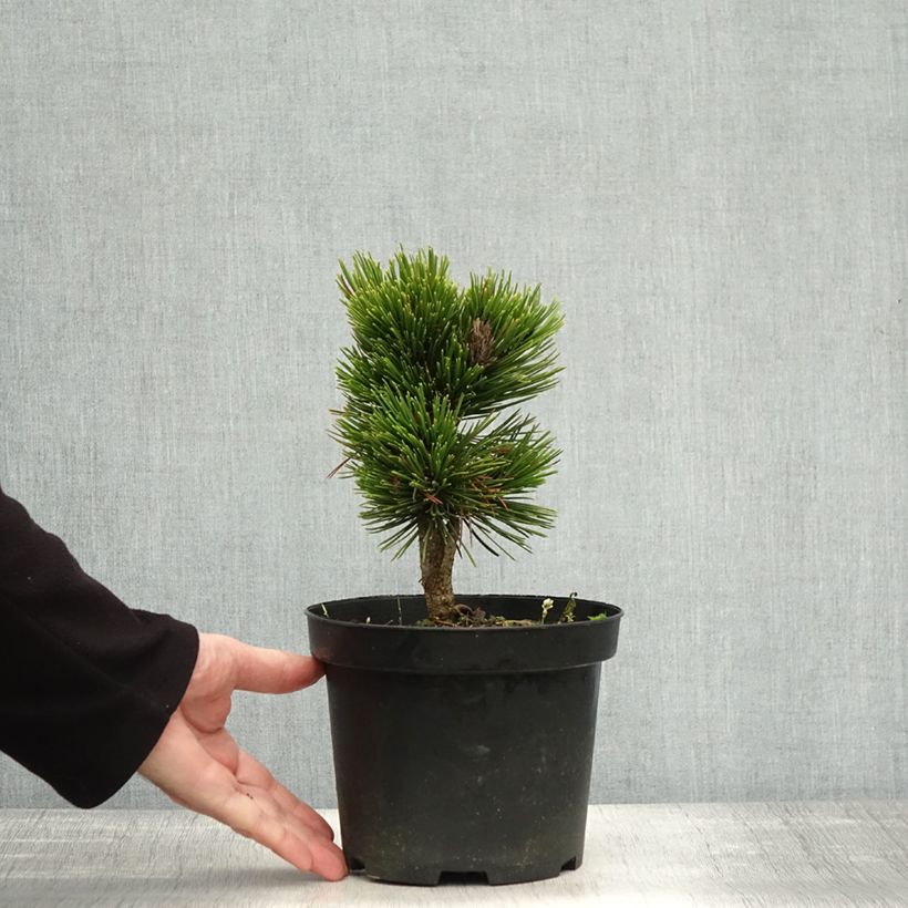 Exemplar von Pinus heldreichii Schmidtii - Schlangenhaut-Kiefer Topf mit 2L/3L wie im Herbst geliefert