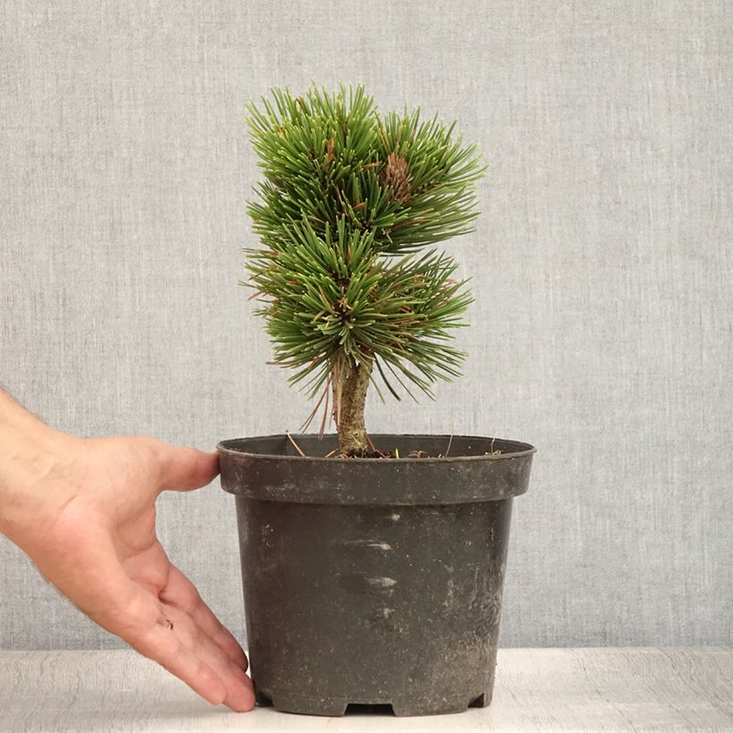 Exemplar von Pinus heldreichii Schmidtii - Schlangenhaut-Kiefer Topf mit 2L/3L wie im Sommer geliefert