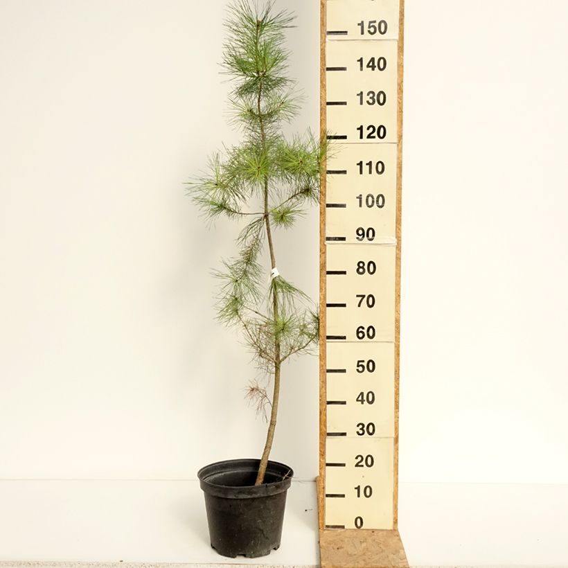 Exemplar von Pinus insignis - Monterey-Kiefer Topf mit 7,5L/10L wie im Sommer geliefert