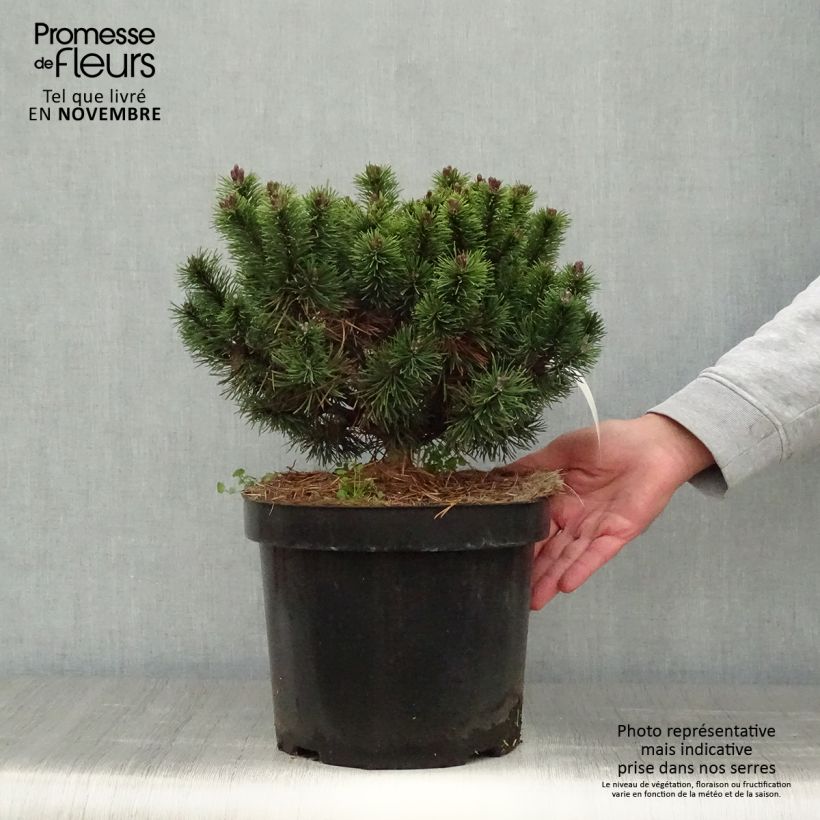 Exemplar von Pinus mugo Mops - Bergkiefer Topf mit 4L/5L wie im Herbst geliefert