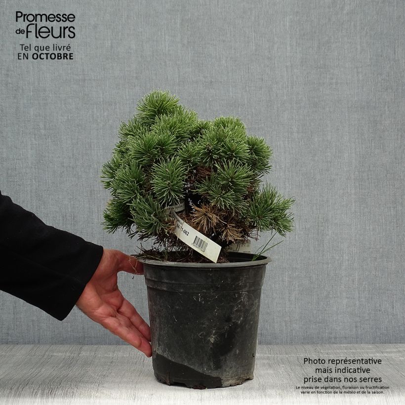 Exemplar von Pinus mugo Picobello - Bergkiefer Topf mit 2L/3L wie im Herbst geliefert