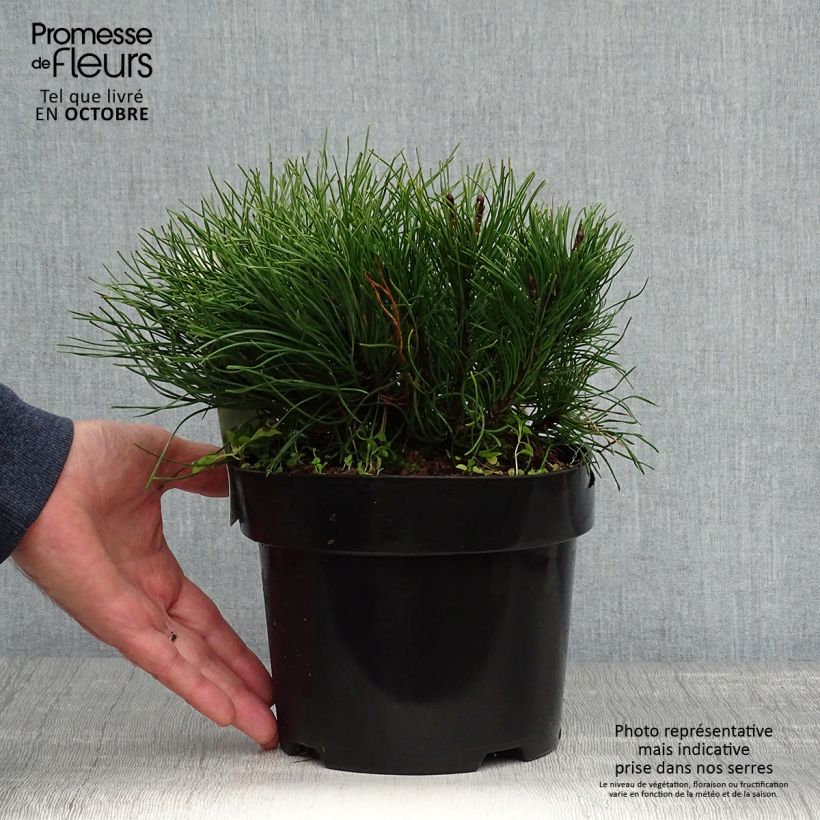 Exemplar von Pinus mugo var.pumilio - Niedrige Krüppelkiefer Topf mit 2L/3L wie im Herbst geliefert