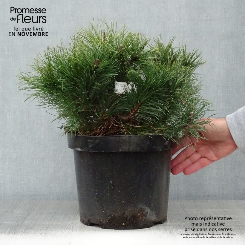 Exemplar von Pinus mugo var.pumilio - Niedrige Krüppelkiefer Topf mit 7,5L/10L wie im Herbst geliefert