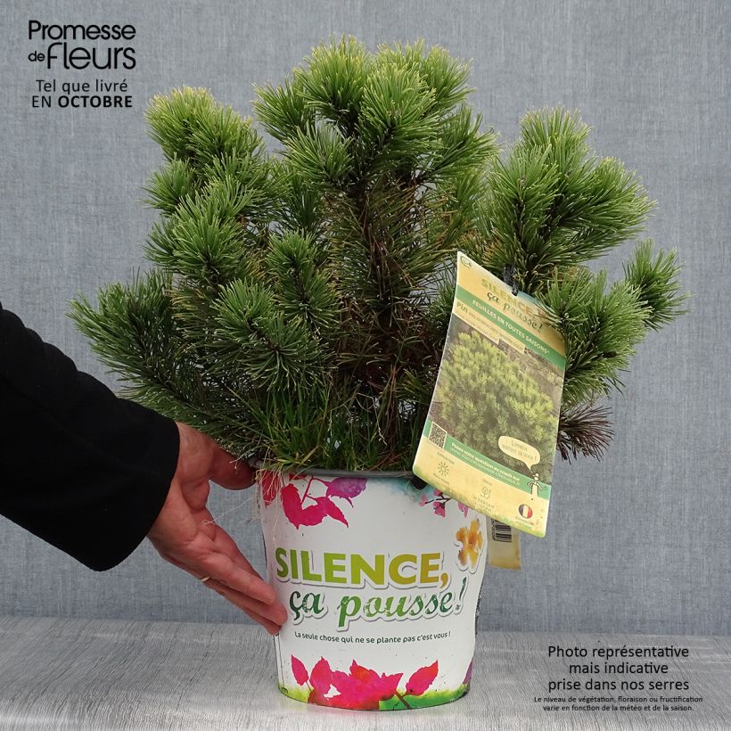 Exemplar von Pinus mugo Winter Gold - Bergkiefer Topf mit 2L/3L wie im Herbst geliefert