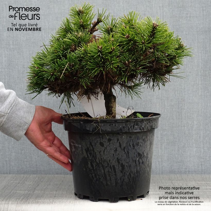 Exemplar von Pinus nigra Agnes Brégeon - Schwarzkiefer Topf mit 6L/7L wie im Herbst geliefert
