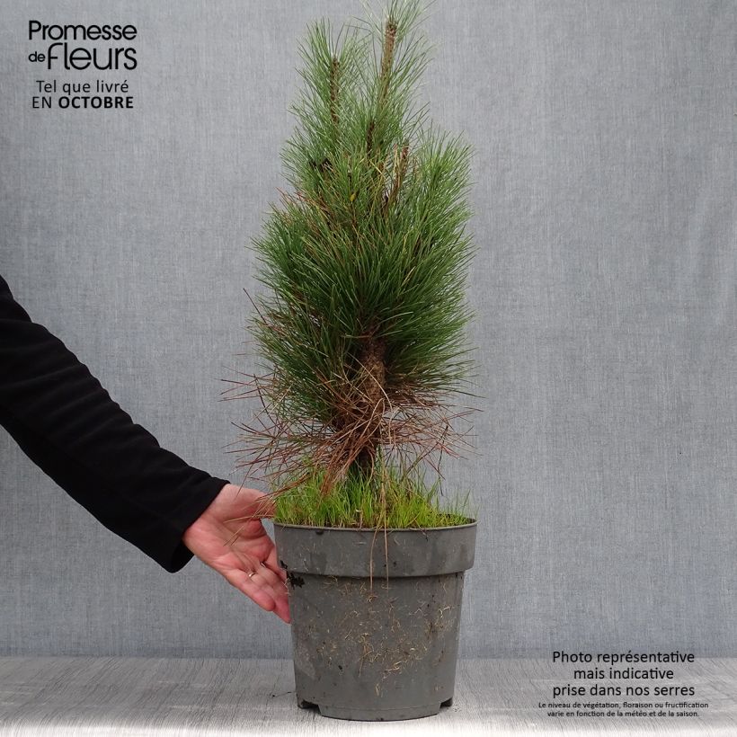 Exemplar von Pinus nigra Green Tower - Schwarzkiefer Topf mit 7,5L/10L wie im Herbst geliefert