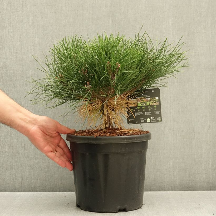 Exemplar von Pinus nigra Brégeon - Schwarzkiefer Topf mit 7,5L/10L wie im Herbst geliefert