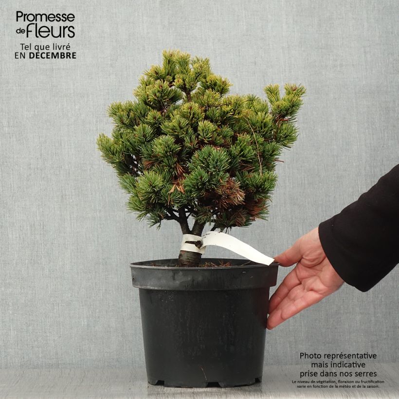 Exemplar von Pinus parviflora Beran - Mädchen-Kiefer Topf mit 4L/5L wie im Herbst geliefert