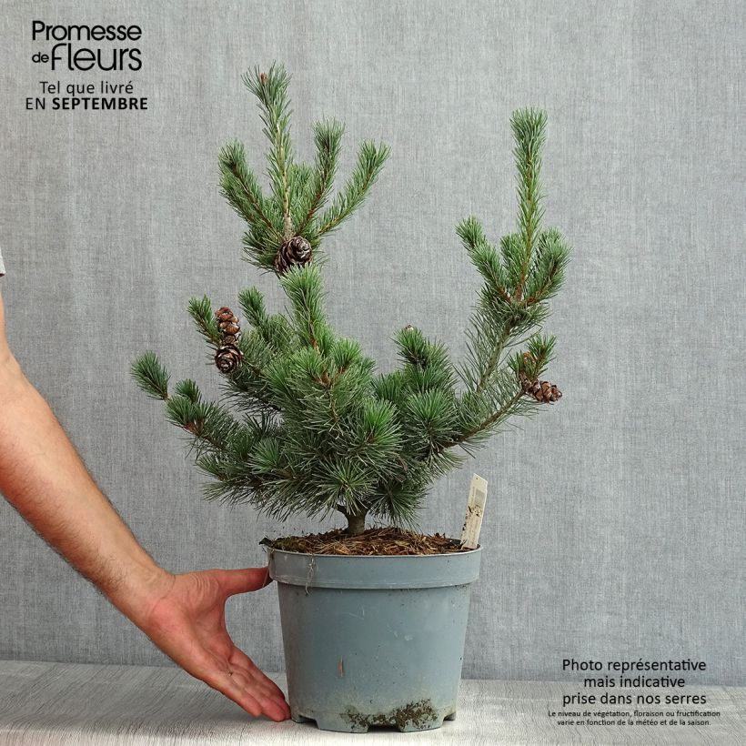 Exemplar von Pinus parviflora Glauca - Mädchen-Kiefer Topf mit 4L/5L wie im Sommer geliefert