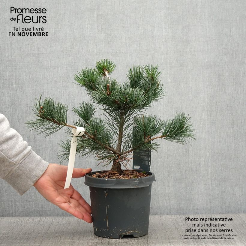Exemplar von Pinus parviflora Negishi - Mädchen-Kiefer Topf mit 4L/5L wie im Herbst geliefert