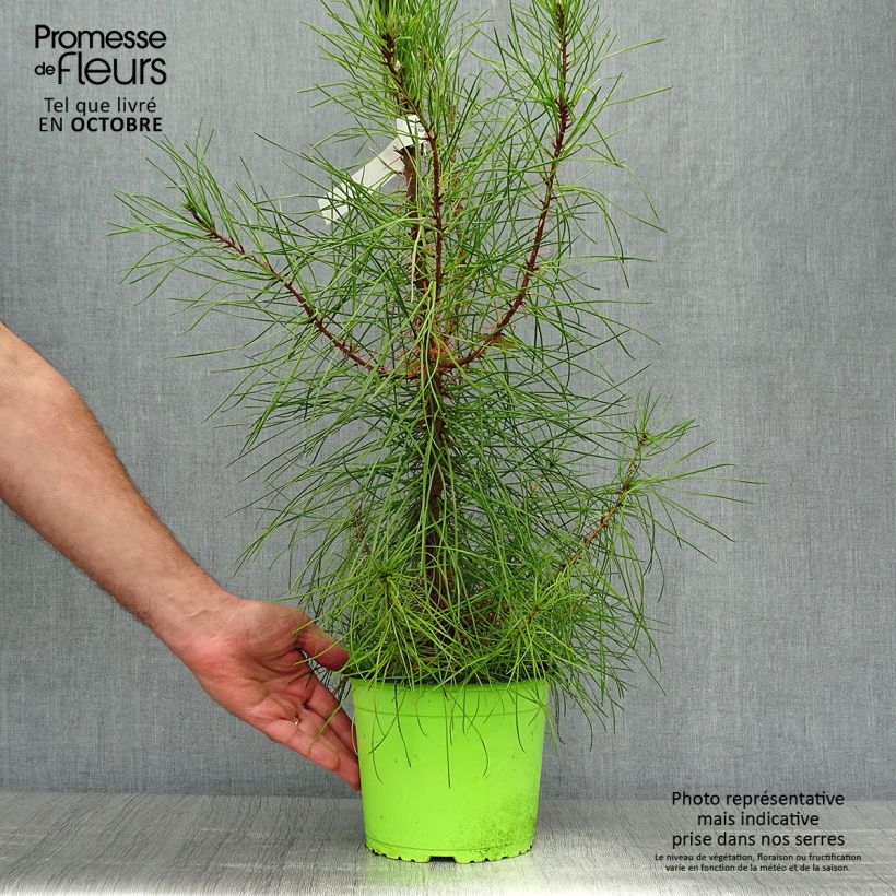 Exemplar von Pinus pinaster - See-Kiefer Topf mit 2L/3L wie im Herbst geliefert