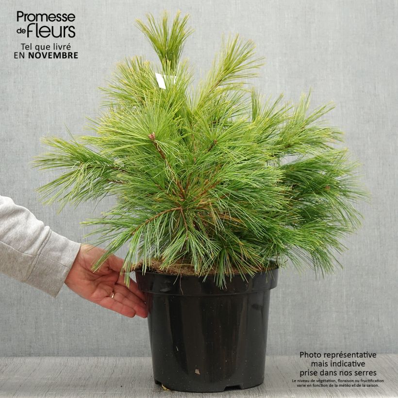 Exemplar von Pinus strobus Minima - Weymouths-Kiefer Topf mit 7,5L/10L wie im Herbst geliefert