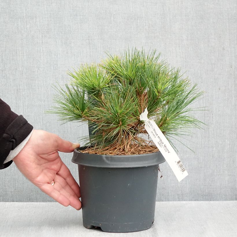 Exemplar von Pinus strobus Minima - Weymouths-Kiefer Topf mit 2L/3L wie im Herbst geliefert