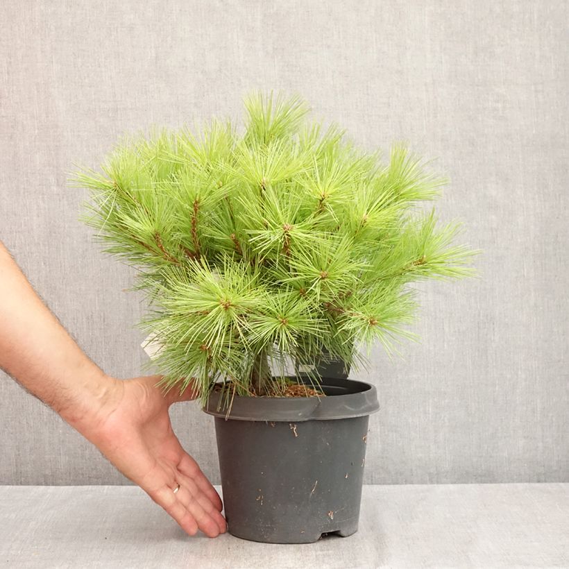 Exemplar von Pinus strobus Minima - Weymouths-Kiefer Topf mit 2L/3L wie im Sommer geliefert