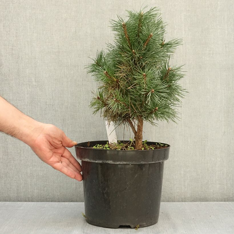 Exemplar von Pinus sylvestris Watereri - Wald-Kiefer Topf mit 7,5L/10L wie im Sommer geliefert