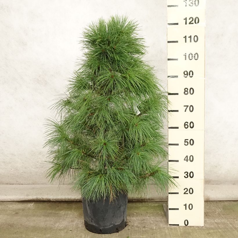 Exemplar von Pinus wallichiana - Himalaya-Kiefer Topf mit 18L/20L wie im Sommer geliefert
