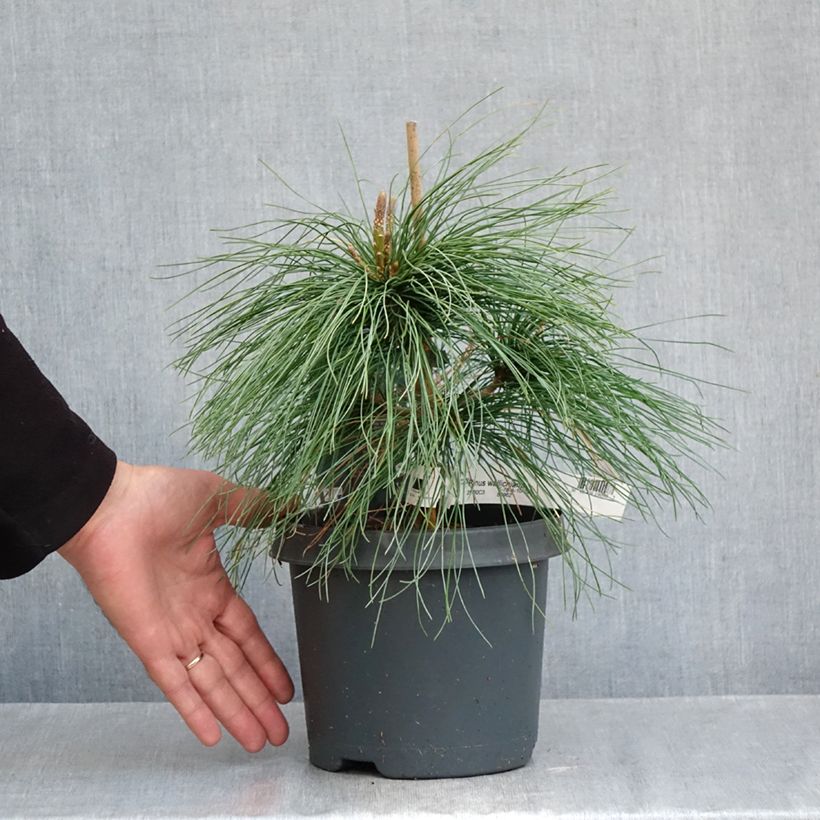 Exemplar von Pinus wallichiana - Himalaya-Kiefer Topf mit 3L/4L wie im Herbst geliefert