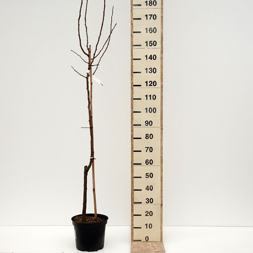 Exemplar von Echte Pistazie Kerman - Pistacia vera Topf mit 7,5L/10L wie im Winter geliefert