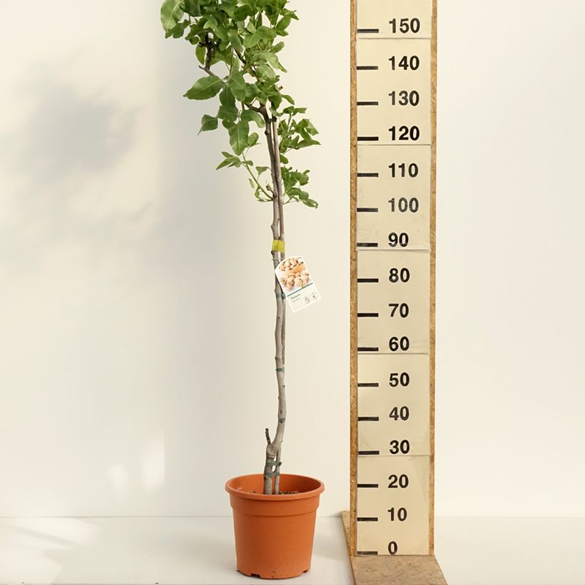 Exemplar von Echte Pistazie Kerman - Pistacia vera Topf mit 7,5L/10L, Halbstamm wie im Frühjahr geliefert