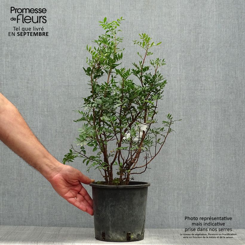 Exemplar von Pistacia lentiscus - Mastixstrauch Topf mit 2L/3L wie im Herbst geliefert