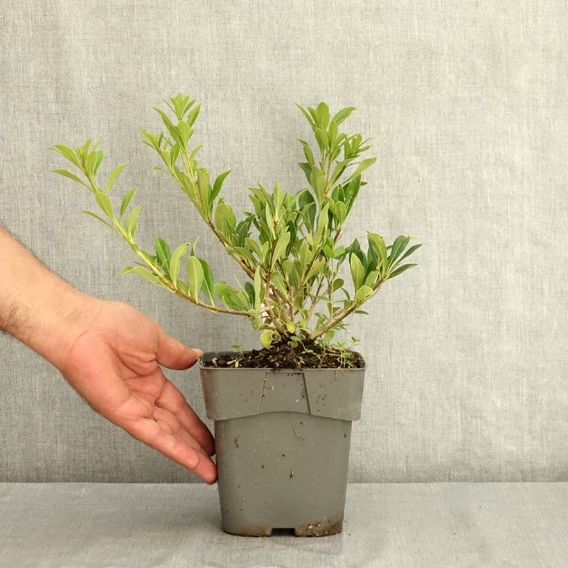 Exemplar von Pittosporum Green Mound - Chinesischer Klebsame Topf mit 2L/3L wie im Sommer geliefert
