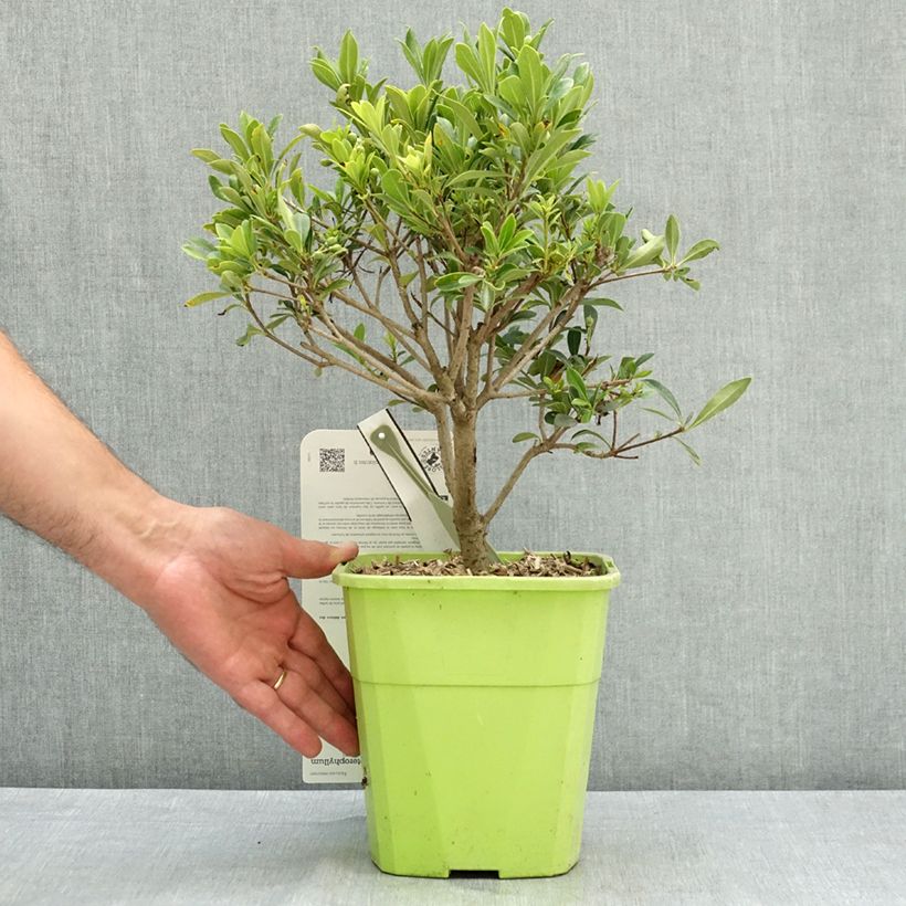 Exemplar von Pittosporum Green Mound - Chinesischer Klebsame Topf mit 3L/4L wie im Sommer geliefert