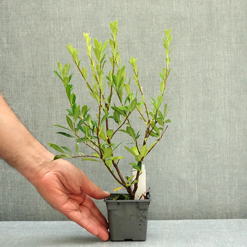 Exemplar von Pittosporum heterophyllum Kleine Töpfe von 8/9 cm wie im Herbst geliefert