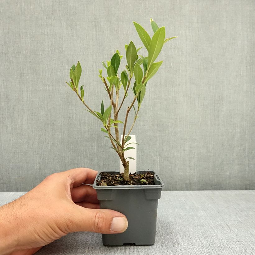 Exemplar von Pittosporum heterophyllum Kleine Töpfe von 8/9 cm wie im Sommer geliefert