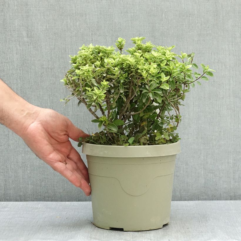 Exemplar von Pittosporum Orbitea - Schmalblättriger Klebsame Topf mit 3L/4L wie im Sommer geliefert