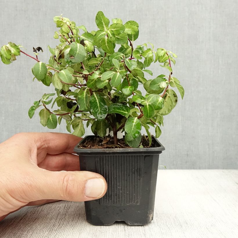 Exemplar von Pittosporum tenuifolium Brin de Soleil Kleine Töpfe von 8/9 cm wie im Herbst geliefert