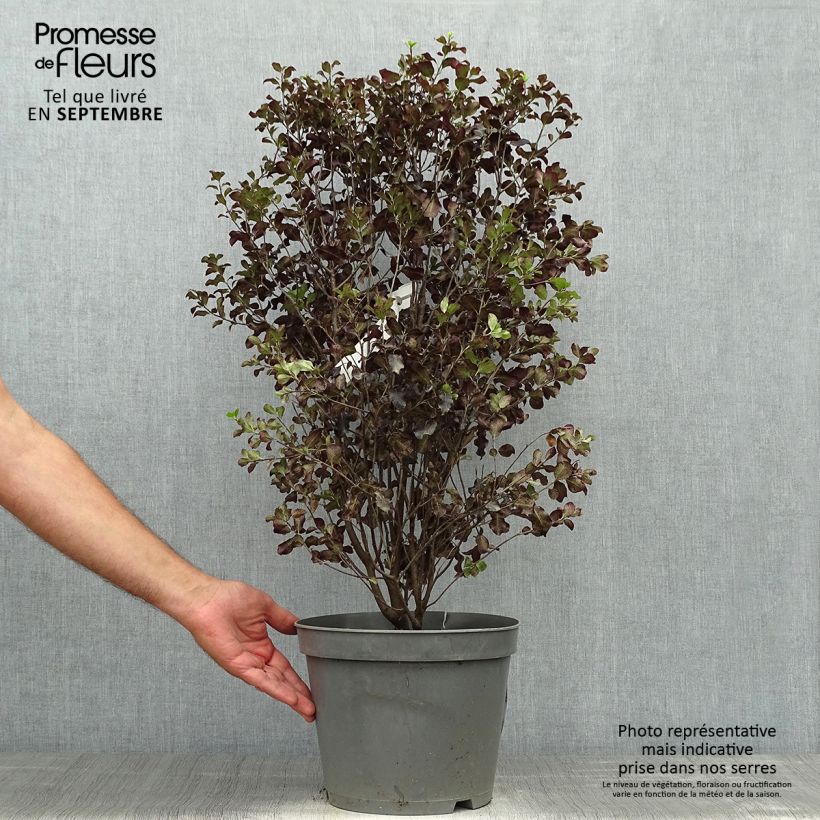Exemplar von Pittosporum tenuifolium Dark Diva Topf mit 4L/5L wie im Herbst geliefert