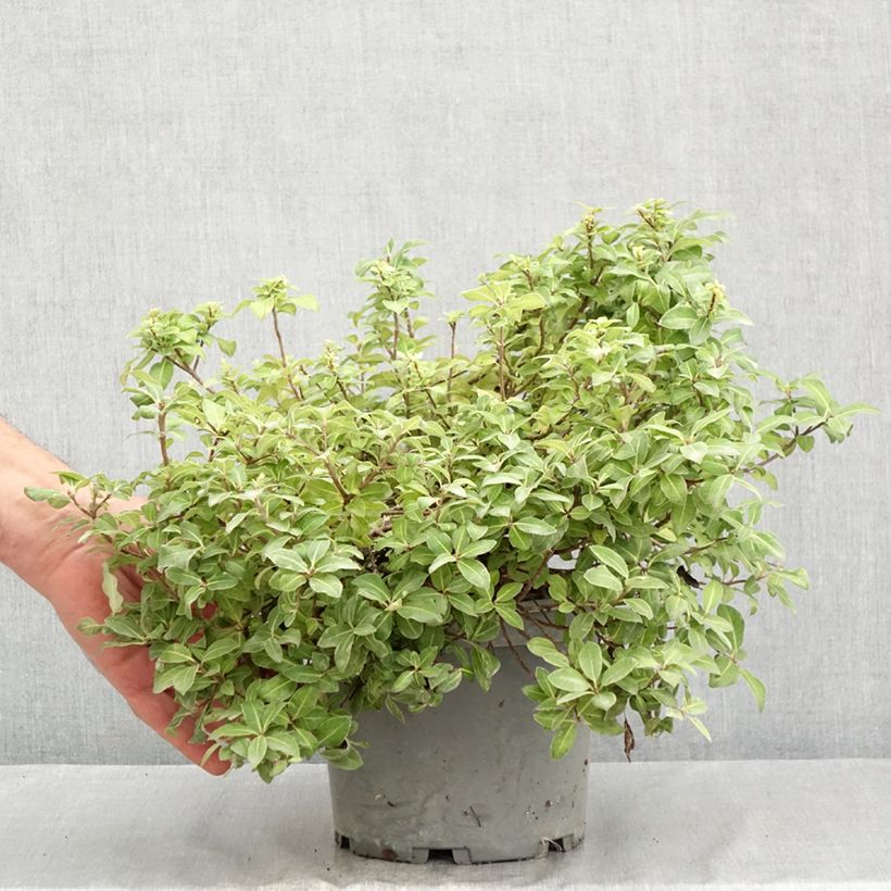 Exemplar von Pittosporum tenuifolium Golden Ball Topf mit 2L/3L wie im Sommer geliefert