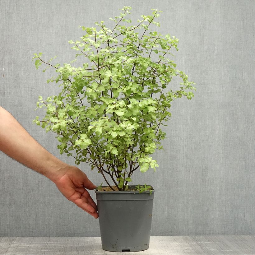 Exemplar von Pittosporum tenuifolium Green elf Topf mit 4L/5L wie im Frühjahr geliefert