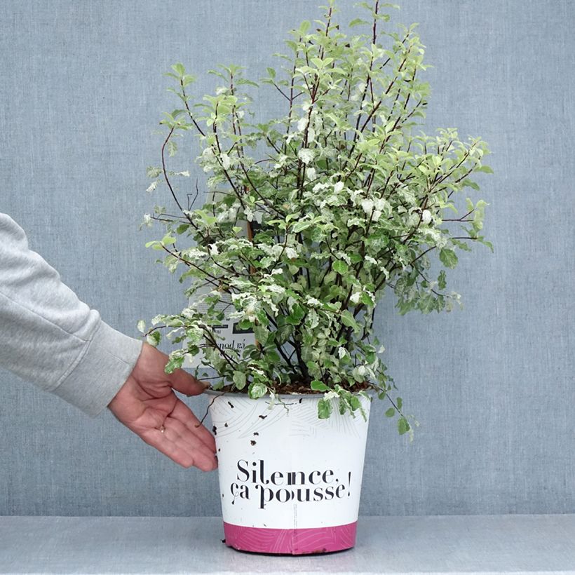 Exemplar von Pittosporum tenuifolium Irene Patterson Topf mit 4L/5L wie im Sommer geliefert