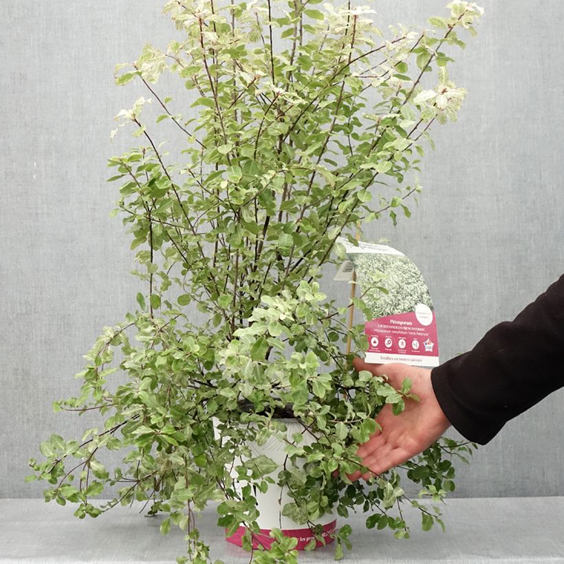 Exemplar von Pittosporum tenuifolium Irene Patterson Topf mit 4L/5L wie im Frühjahr geliefert