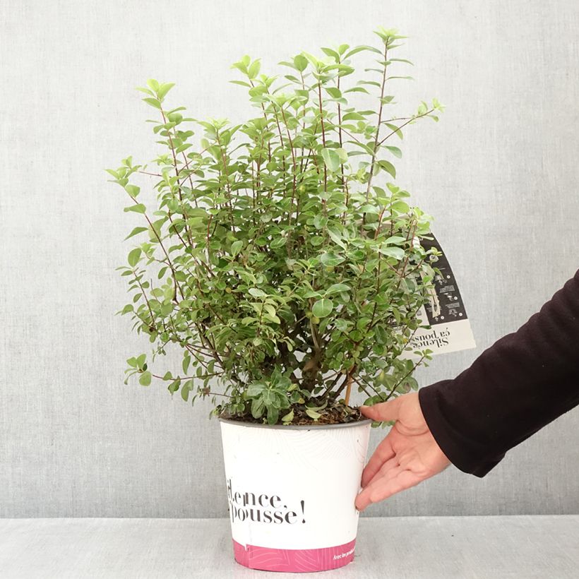 Exemplar von Pittosporum tenuifolium Irish Luck Topf mit 2L/3L wie im Herbst geliefert