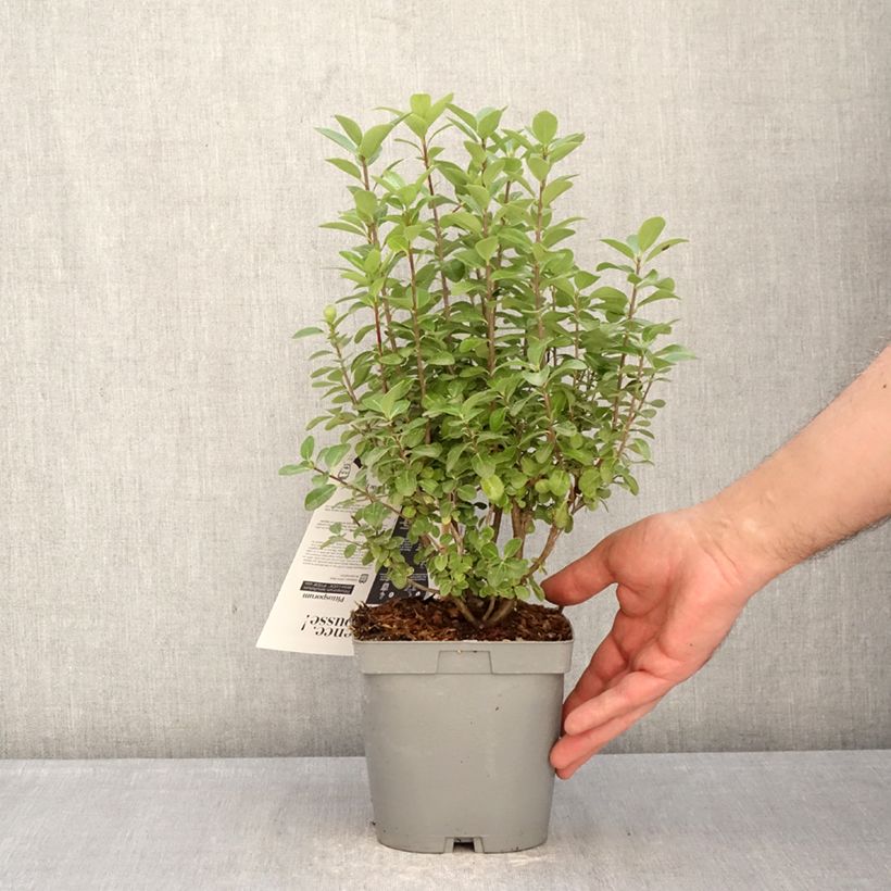 Exemplar von Pittosporum tenuifolium Irish Luck Topf mit 2L/3L wie im Winter geliefert