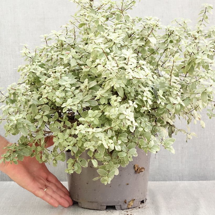Exemplar von Pittosporum tenuifolium Silver Ball Topf mit 7,5L/10L, Kugel wie im Herbst geliefert
