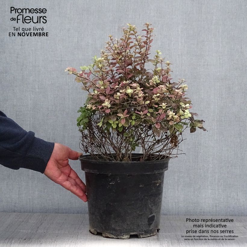 Exemplar von Pittosporum tenuifolium Tom Thumb Topf mit 6L/7L wie im Herbst geliefert